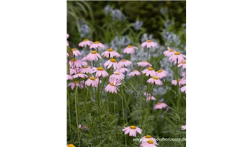 Gartenbaumschule Becker