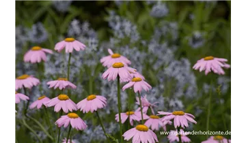 Gartenbaumschule Becker
