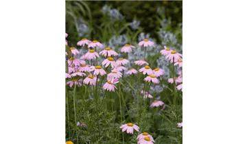 Gartenbaumschule Becker