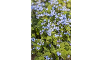 Gartenbaumschule Becker