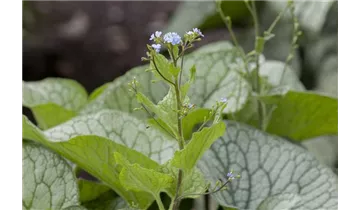 Gartenbaumschule Becker