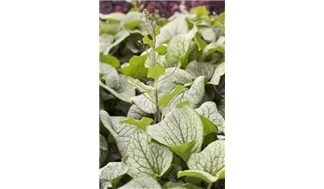 Gartenbaumschule Becker