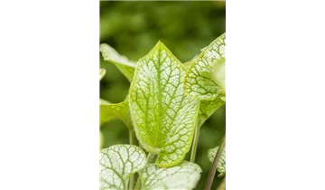 Gartenbaumschule Becker