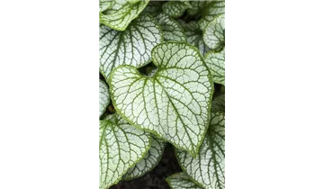 Gartenbaumschule Becker