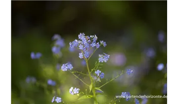 Gartenbaumschule Becker