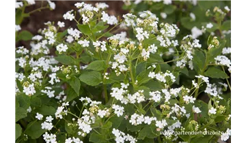 Gartenbaumschule Becker