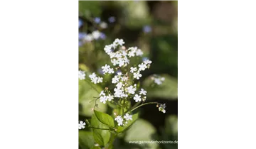 Gartenbaumschule Becker