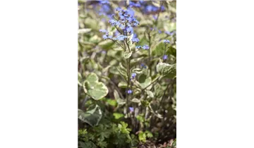Gartenbaumschule Becker