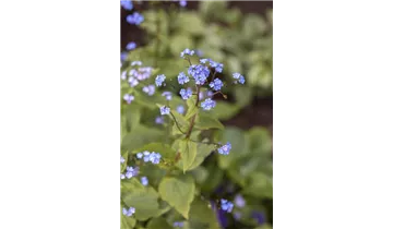 Gartenbaumschule Becker