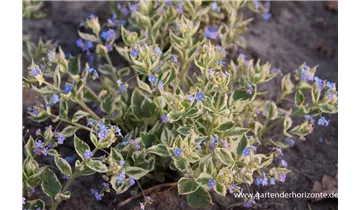 Gartenbaumschule Becker