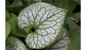 Gartenbaumschule Becker