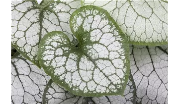 Gartenbaumschule Becker