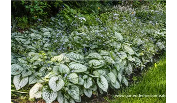 Gartenbaumschule Becker