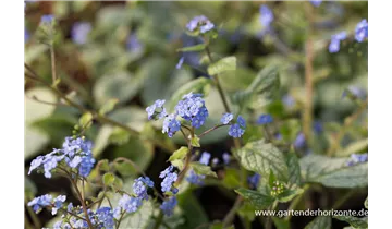 Gartenbaumschule Becker