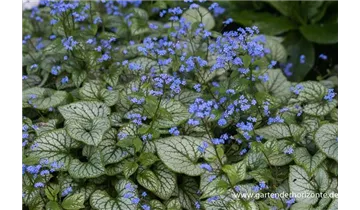Gartenbaumschule Becker