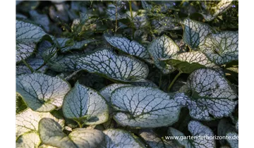 Gartenbaumschule Becker