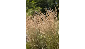 Gartenbaumschule Becker