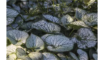 Gartenbaumschule Becker