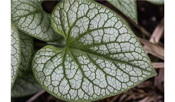 Gartenbaumschule Becker