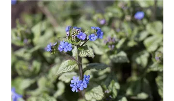 Gartenbaumschule Becker