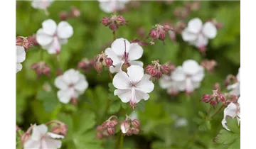 Gartenbaumschule Becker