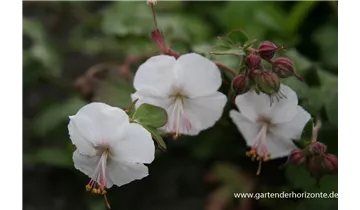Gartenbaumschule Becker