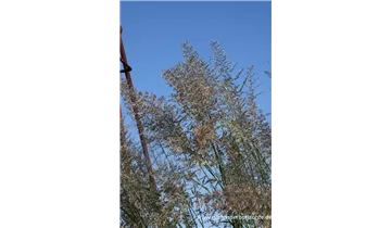 Gartenbaumschule Becker