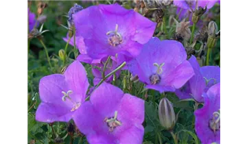 Gartenbaumschule Becker