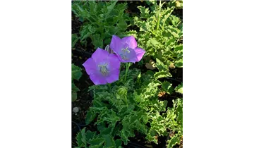 Gartenbaumschule Becker