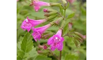 Gartenbaumschule Becker