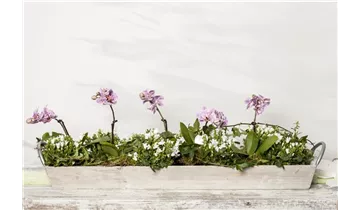 Gartenbaumschule Becker