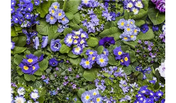 Gartenbaumschule Becker