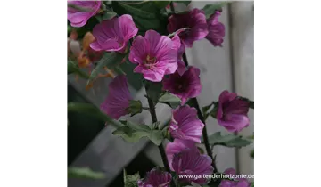 Gartenbaumschule Becker