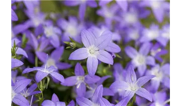 Gartenbaumschule Becker