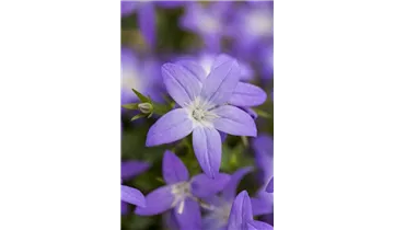 Gartenbaumschule Becker
