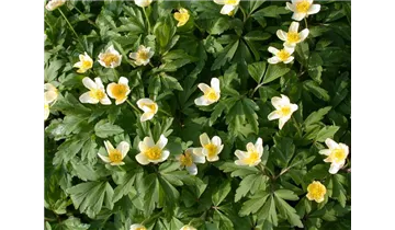 Gartenbaumschule Becker