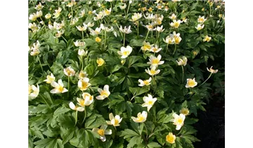 Gartenbaumschule Becker