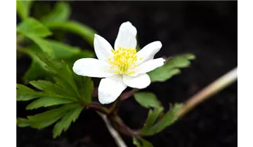 Gartenbaumschule Becker