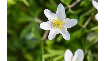 Gartenbaumschule Becker