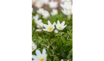 Gartenbaumschule Becker