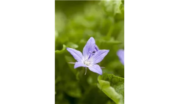 Gartenbaumschule Becker