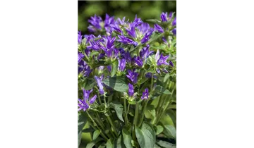 Gartenbaumschule Becker