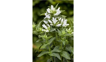 Gartenbaumschule Becker