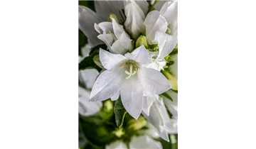 Gartenbaumschule Becker