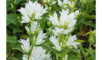 Gartenbaumschule Becker