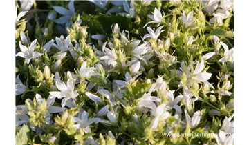 Gartenbaumschule Becker
