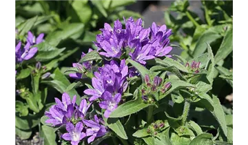 Gartenbaumschule Becker