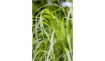 Gartenbaumschule Becker