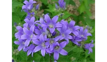 Gartenbaumschule Becker