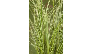 Gartenbaumschule Becker